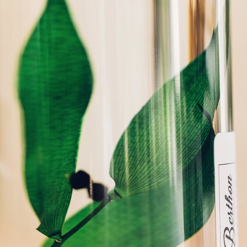 Ruscus vert – Plante immergée