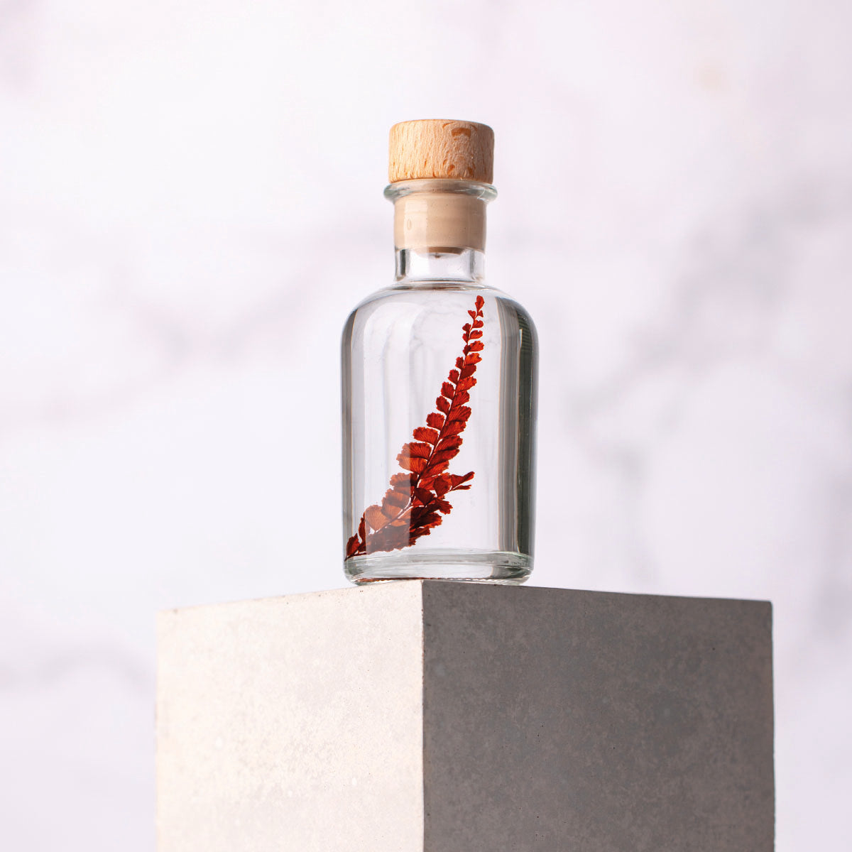 Fougère Felci rouge – Plante immergée