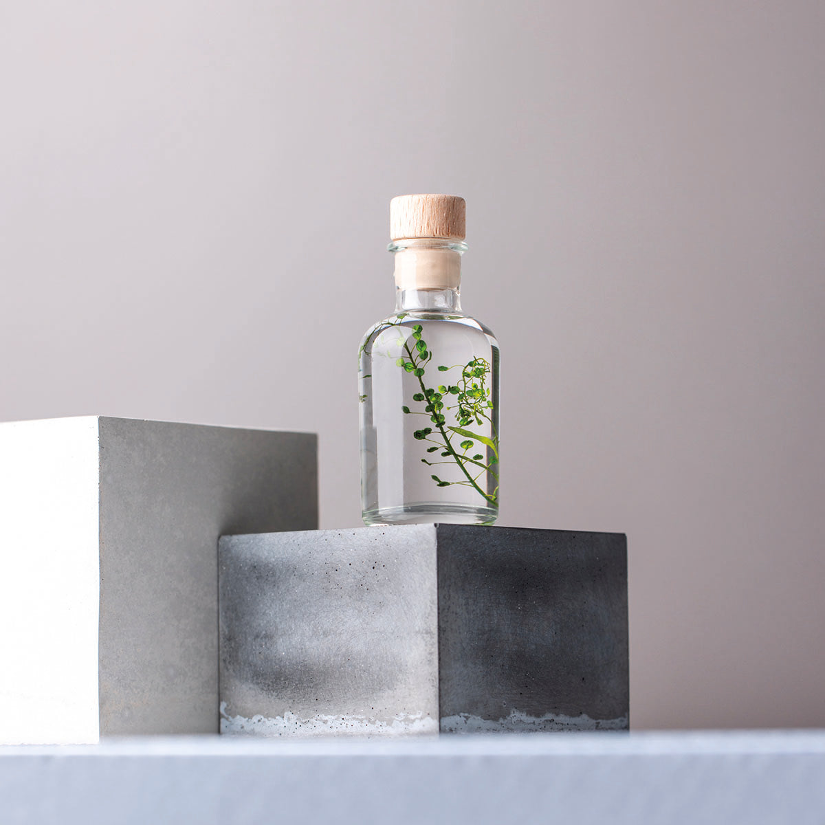 Lepidium vert – Plante immergée