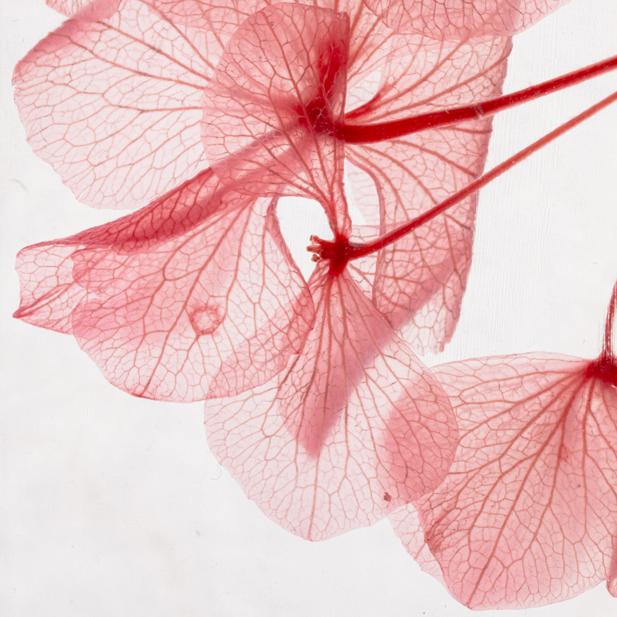 Hortensia Rose – Fleur immergée