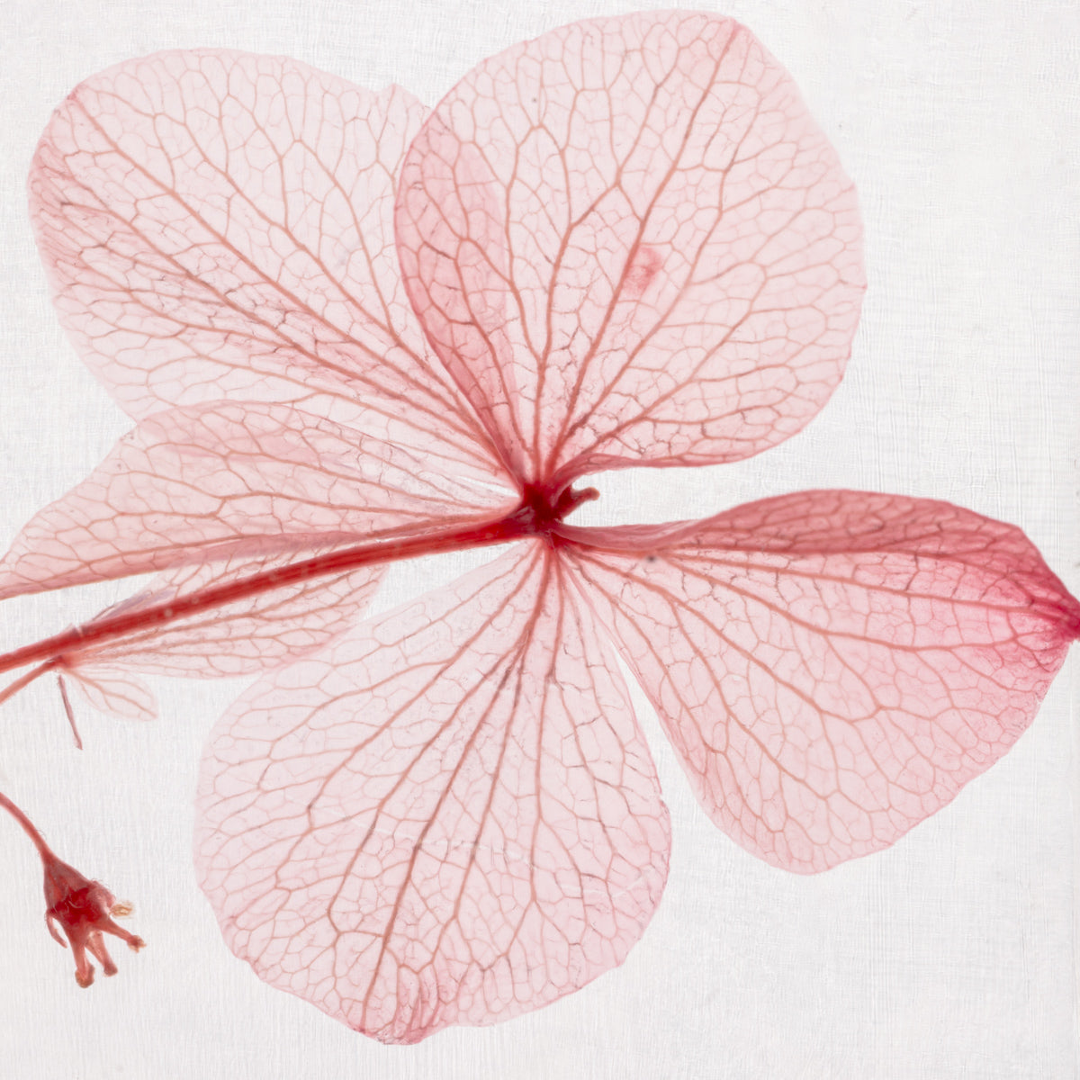 Hortensia Rose – Fleur immergée