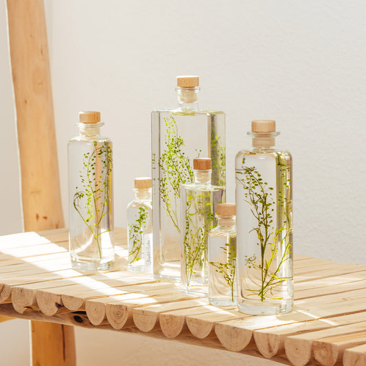 Lepidium vert – Plante immergée