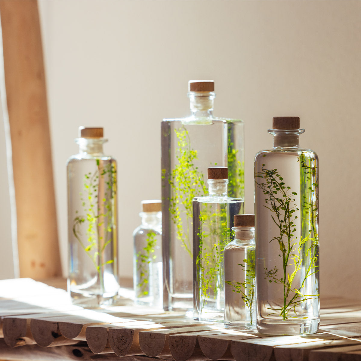Lepidium vert – Plante immergée