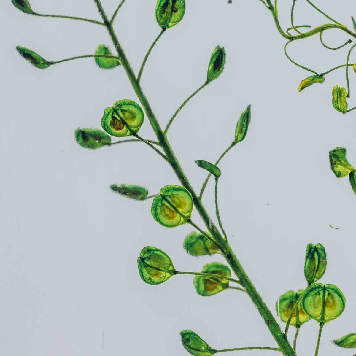 Lepidium vert – Plante immergée