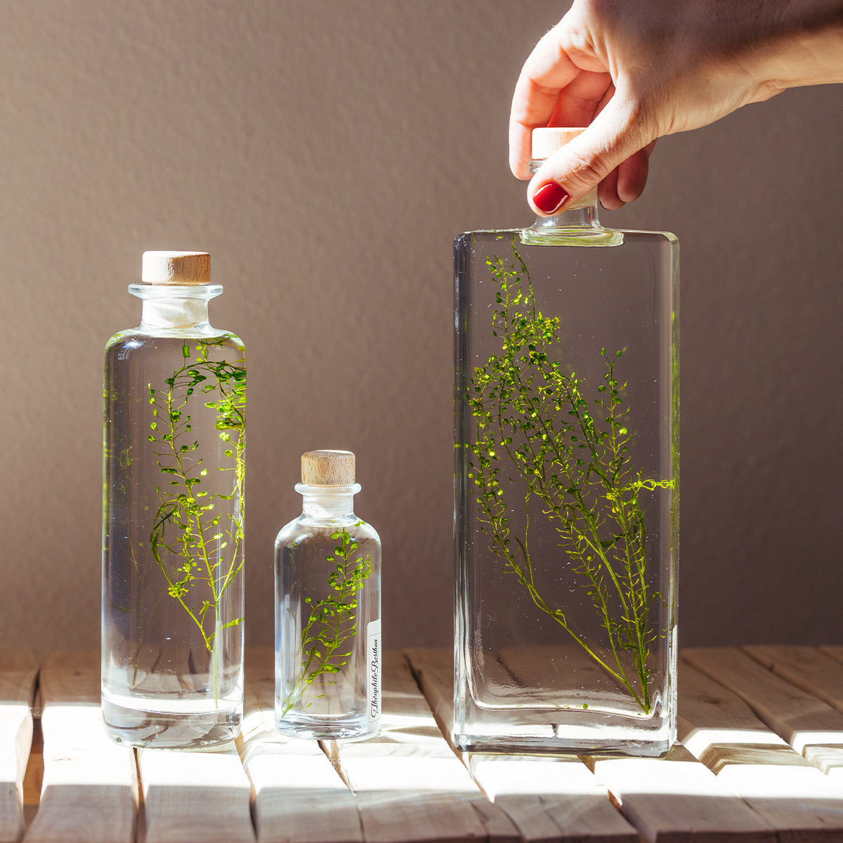 Lepidium vert – Plante immergée