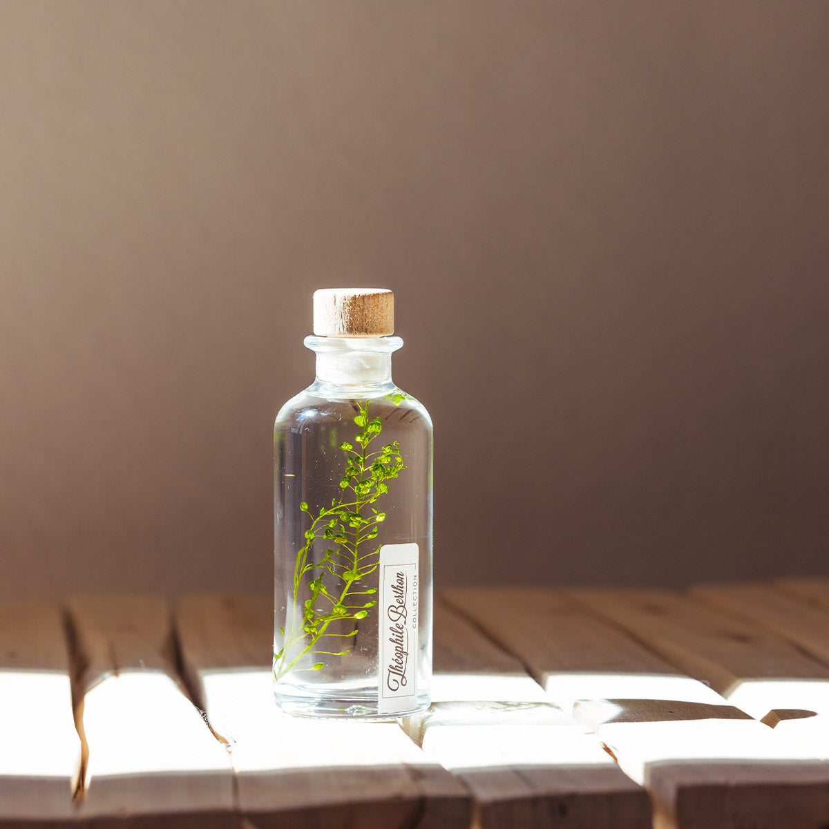 Lepidium vert – Plante immergée