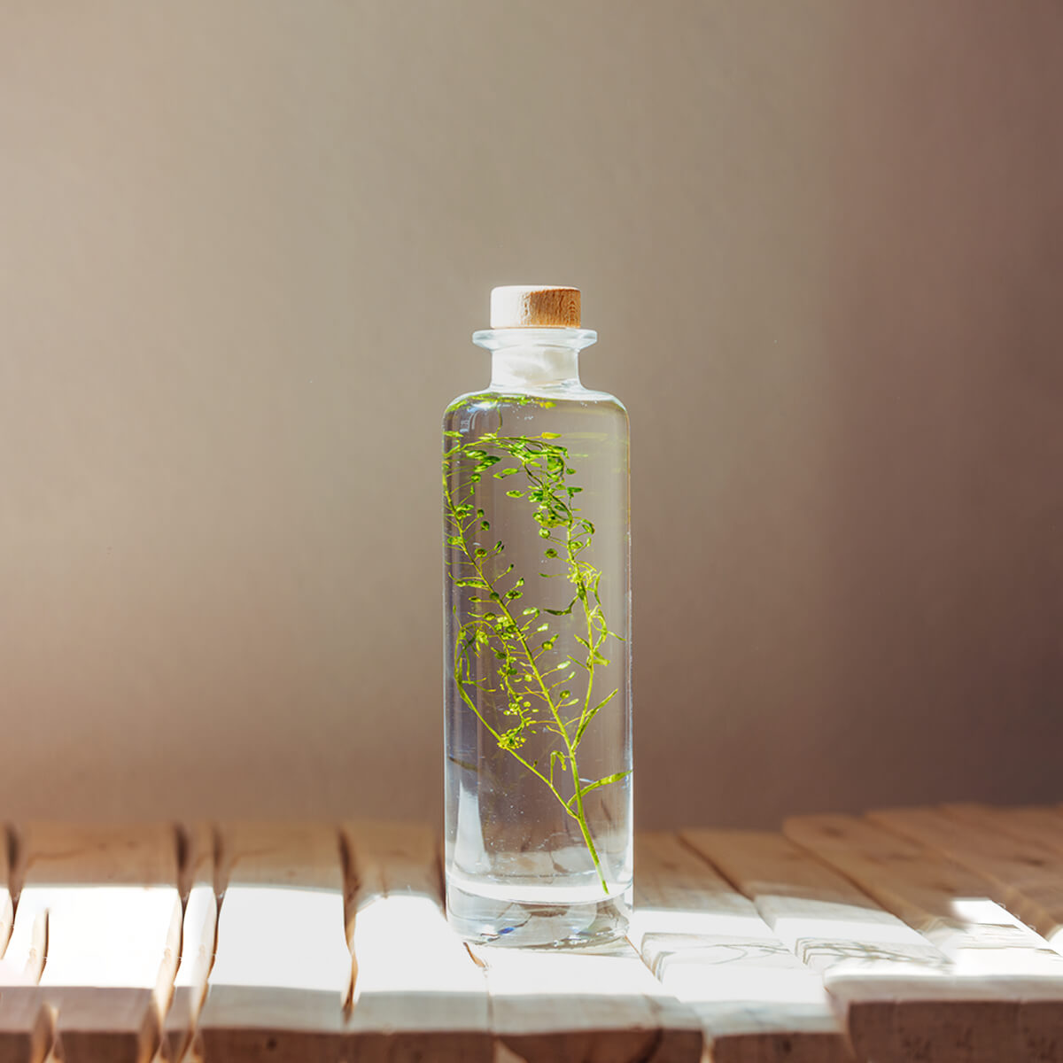 Lepidium vert – Plante immergée