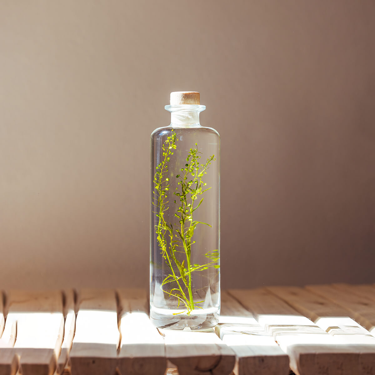 Lepidium vert – Plante immergée