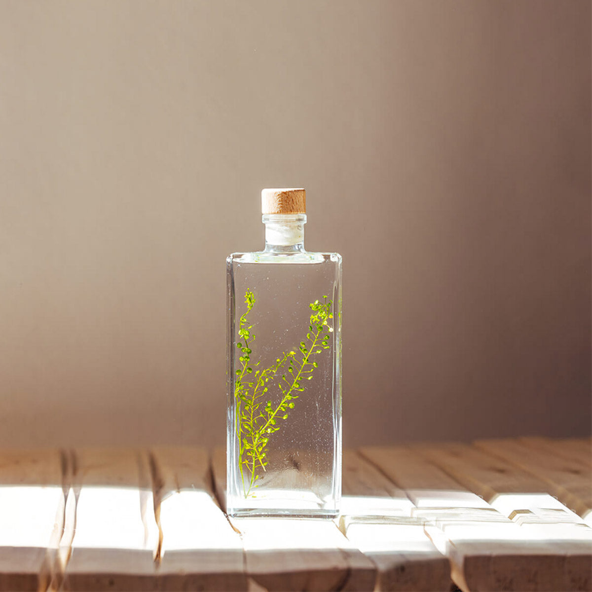 Lepidium vert – Plante immergée