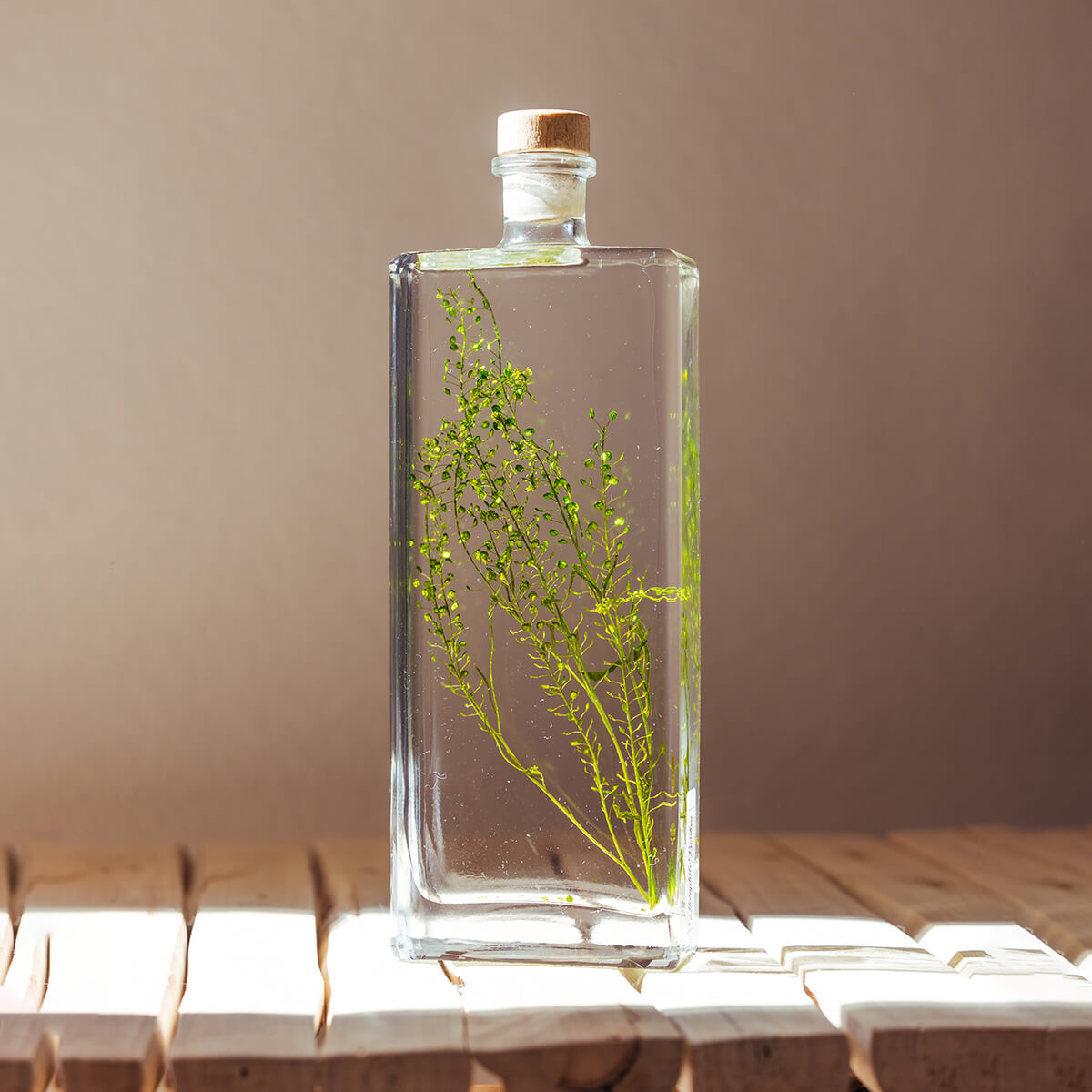Lepidium vert – Plante immergée