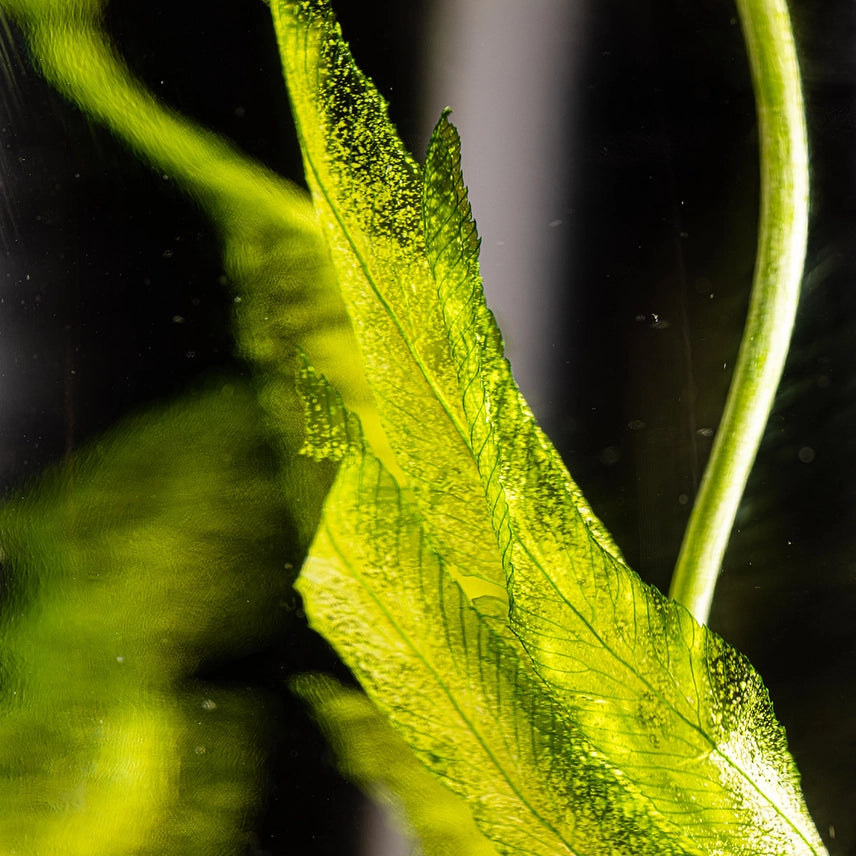 Algue aquatique – Plante immergée