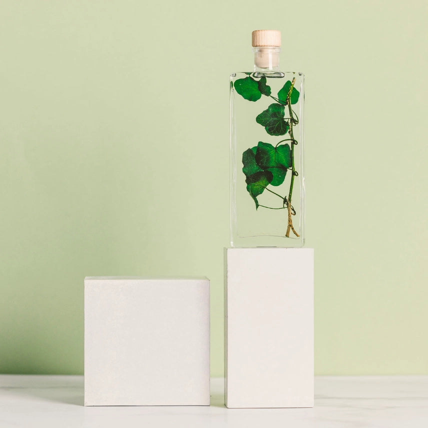 Lierre Hélix - Plante Immergée