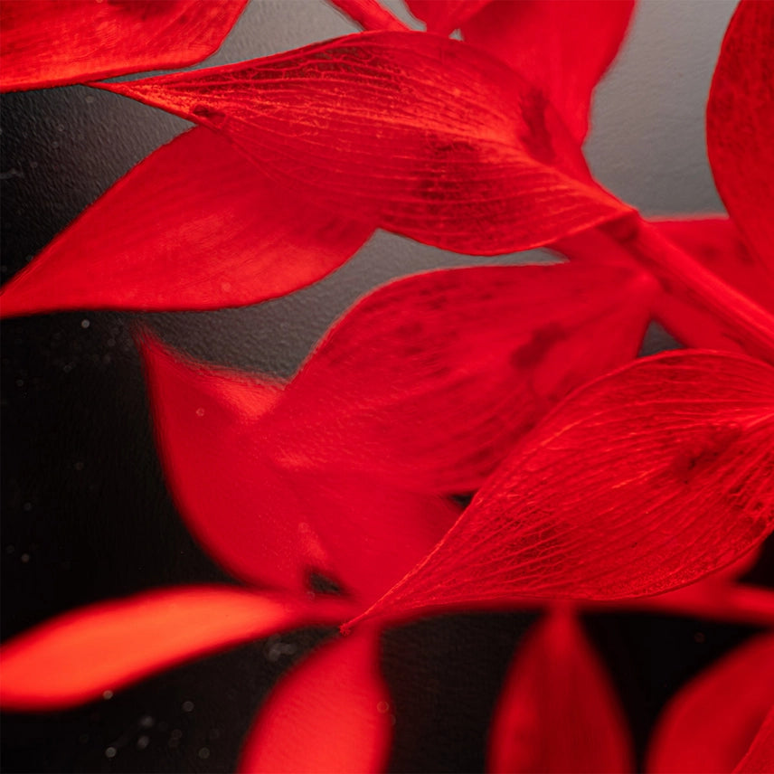Ruscus rouge – Plante immergée