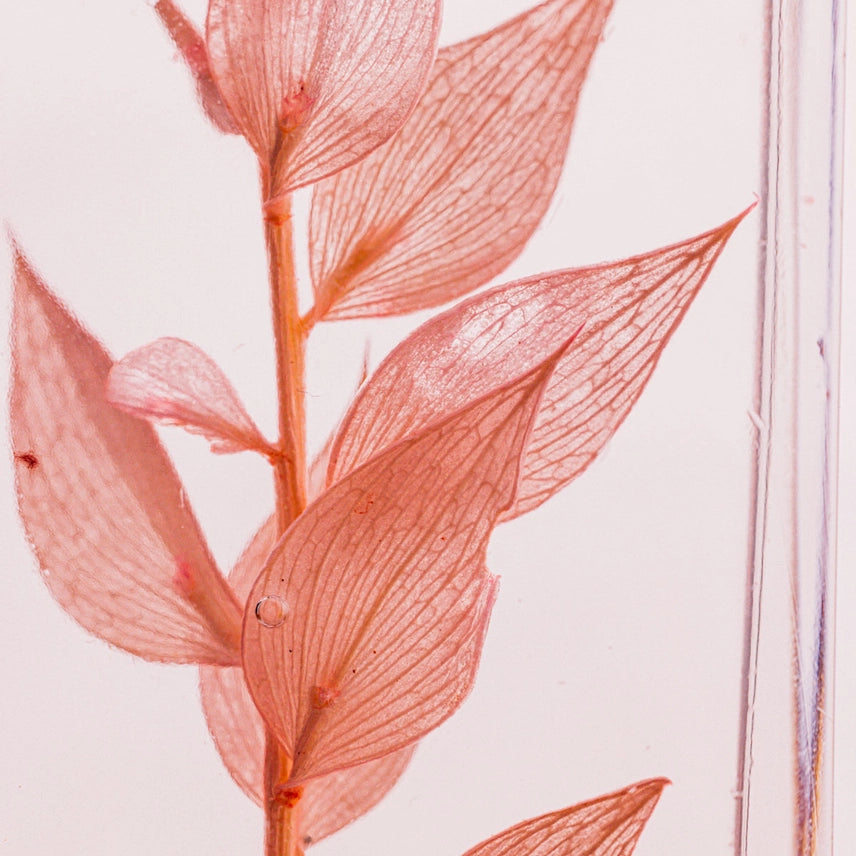 Ruscus rose - Plante immergée