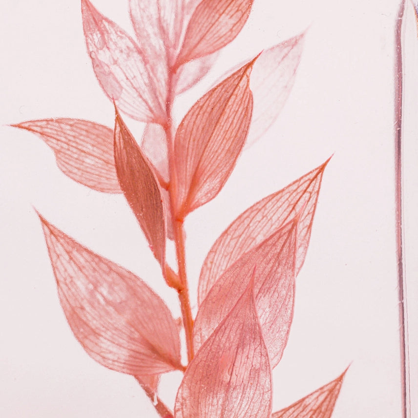 Ruscus rose - Plante immergée