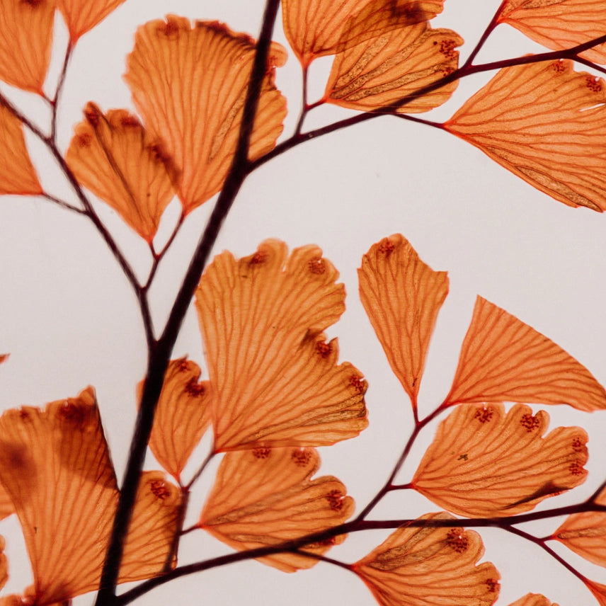 Fougère Luthi Terracotta – Plante Immergée