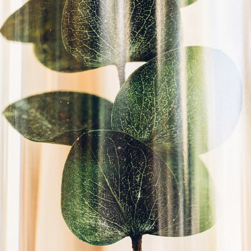 Eucalyptus