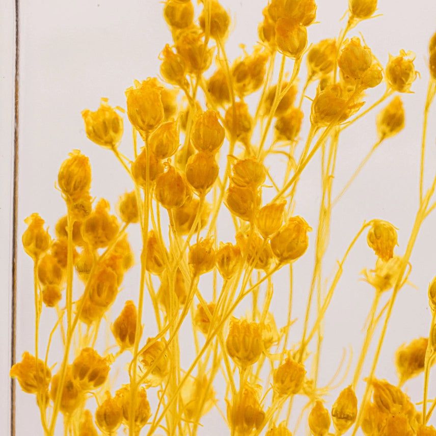 Broom bloom jaune – Plante immergée