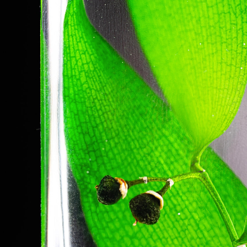 Ruscus vert – Plante immergée