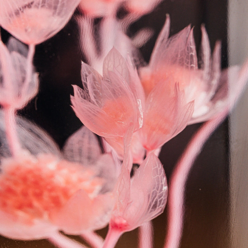 Astrance Rose - Fleur Immergée