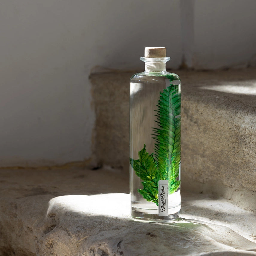 Fougère Colombienne – Plante immergée