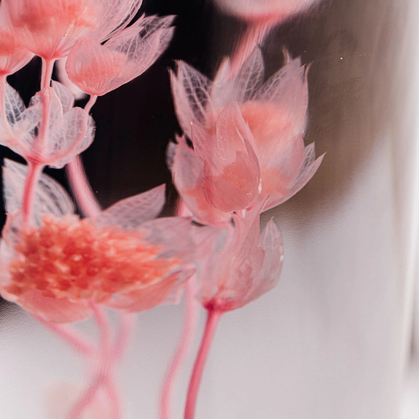 Astrance Rose - Fleur Immergée