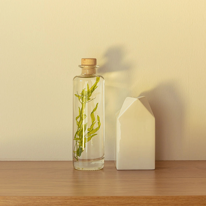 Algue aquatique – Plante immergée