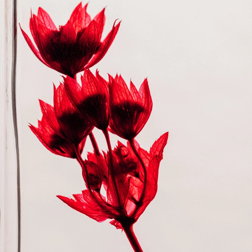 Astrance rouge grenat – Fleur immergée