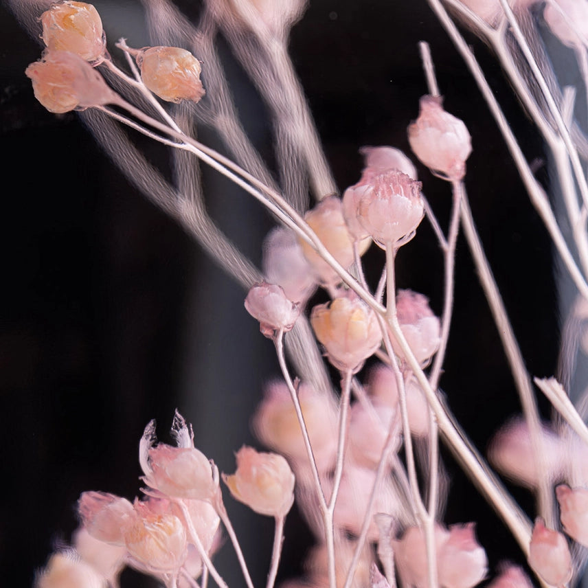 Broom Bloom rose – Plante immergée