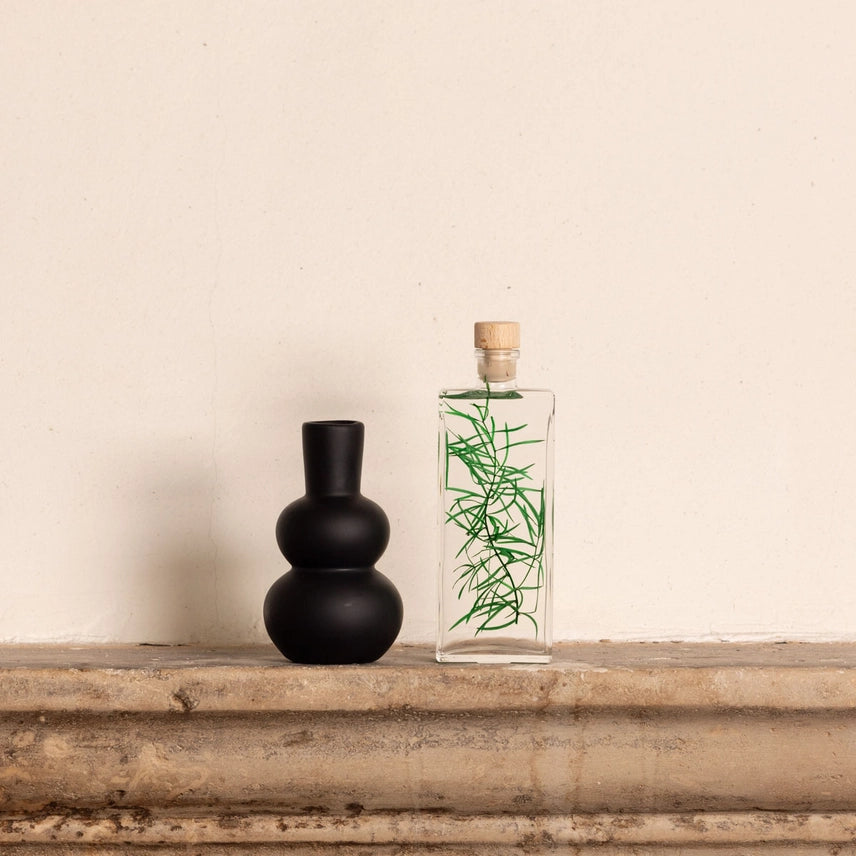 Asparagus sprengeri – Plante immergée