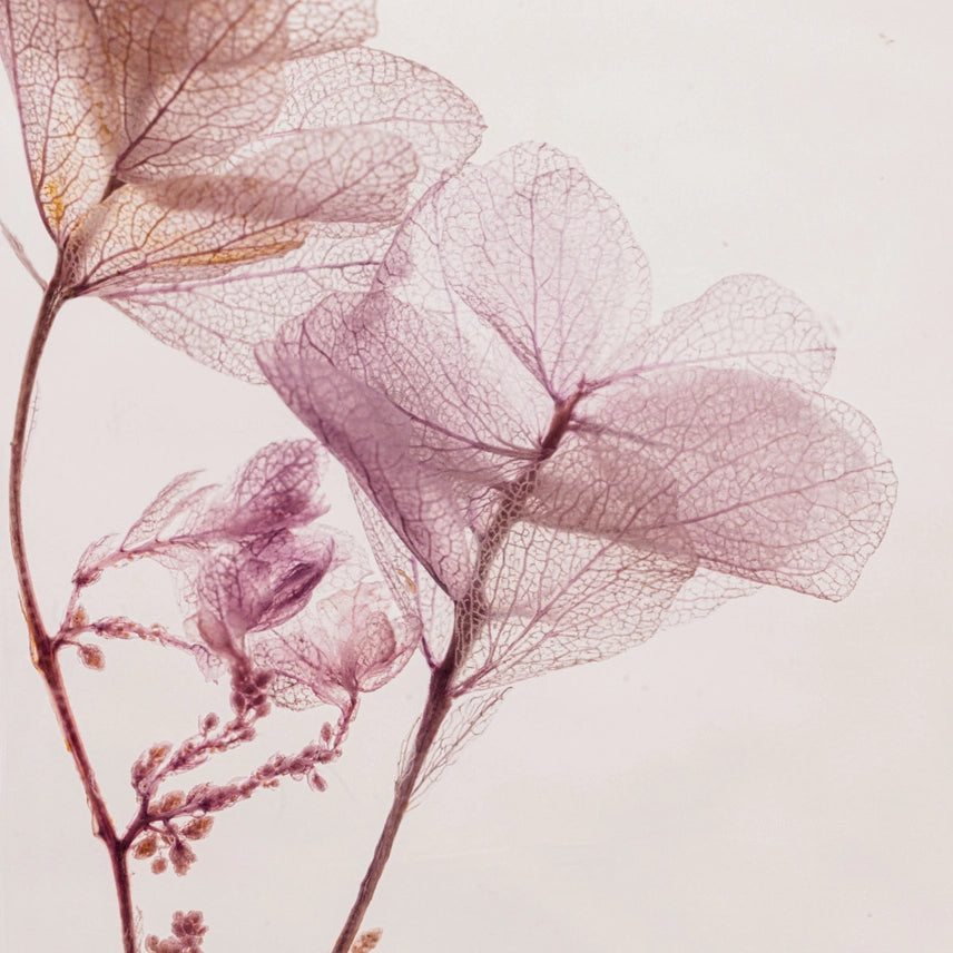 Hortensia Lilas – Fleur immergée