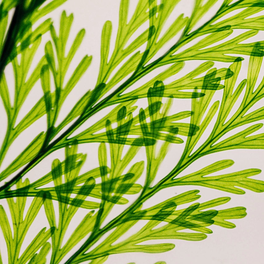 Fougère Tabalia verte – Plante immergée