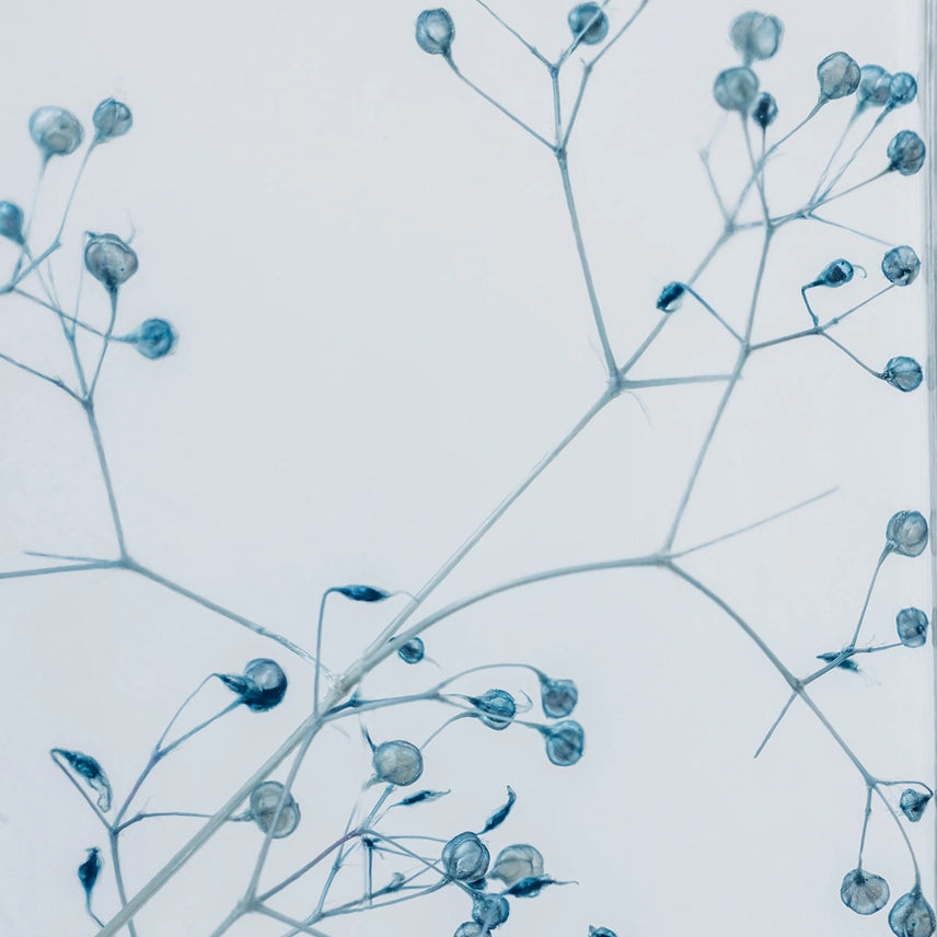 Gypsophile bleue - Plante immergée