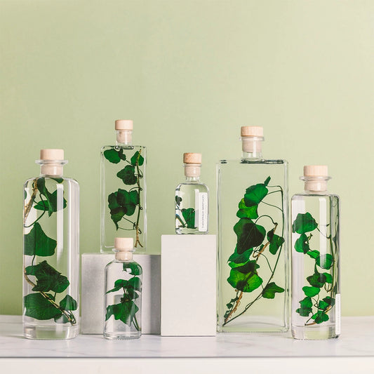 Lierre Hélix - Plante Immergée