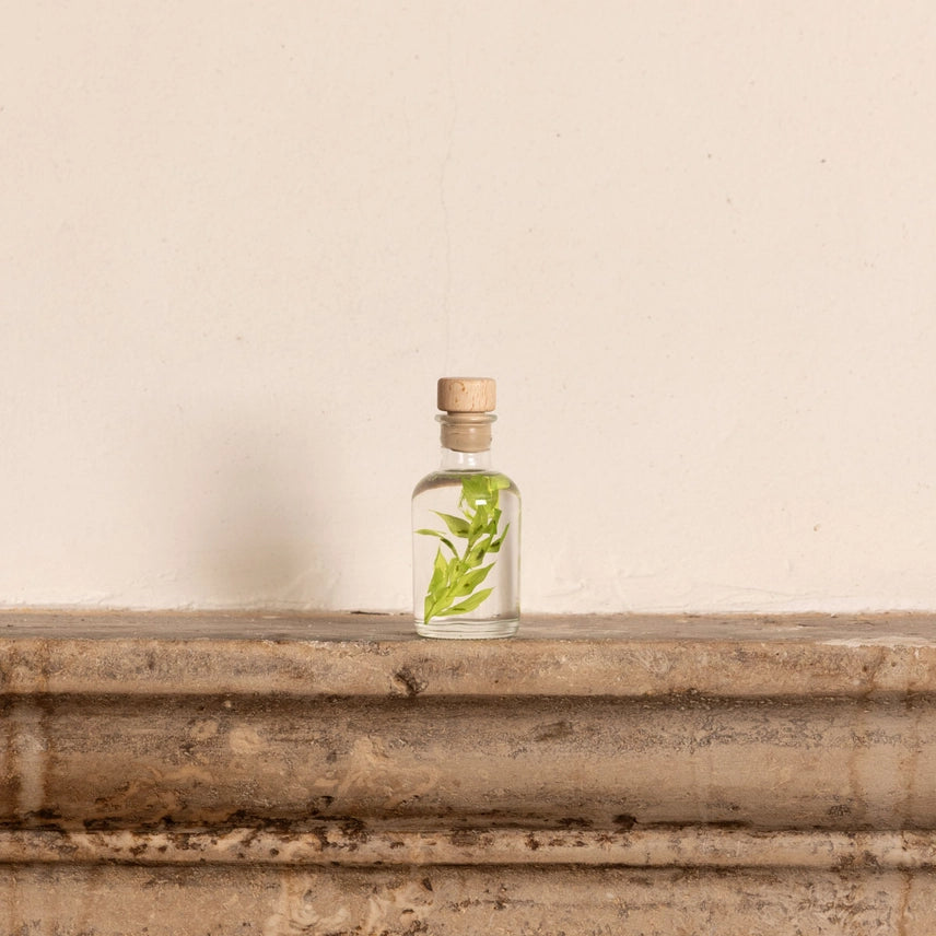 Ruscus vert acidulé – Plante immergée