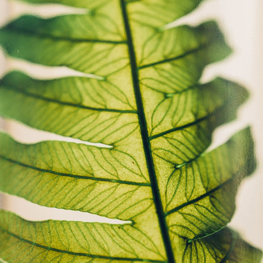 Argyrea – Plante immergée
