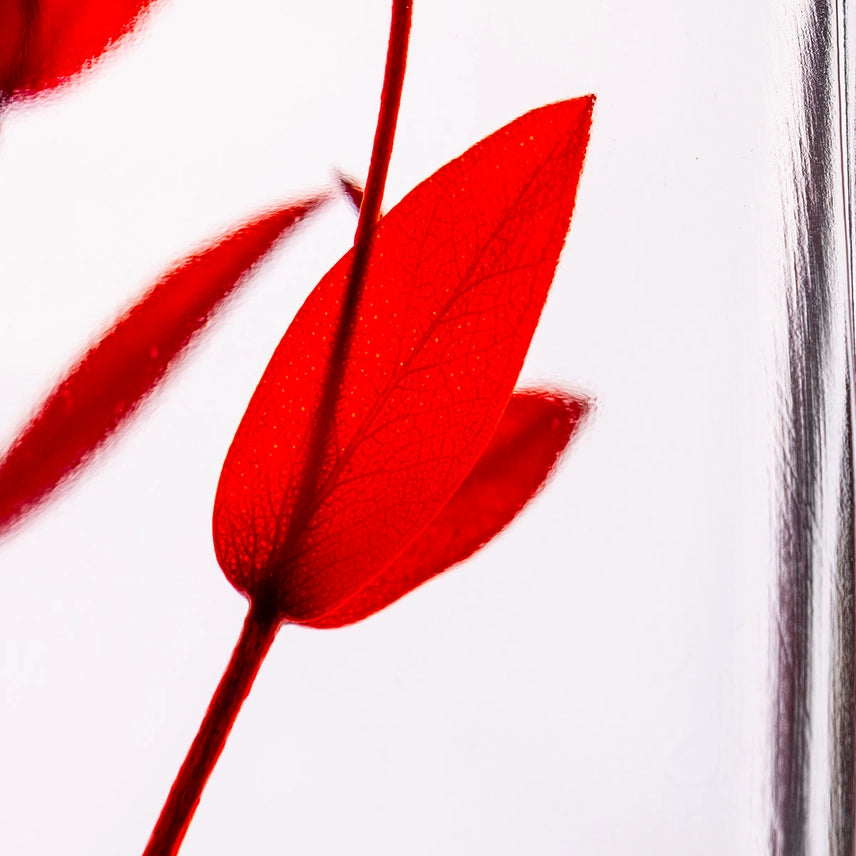 Eucalyptus Parvifolia - Plante Immergée