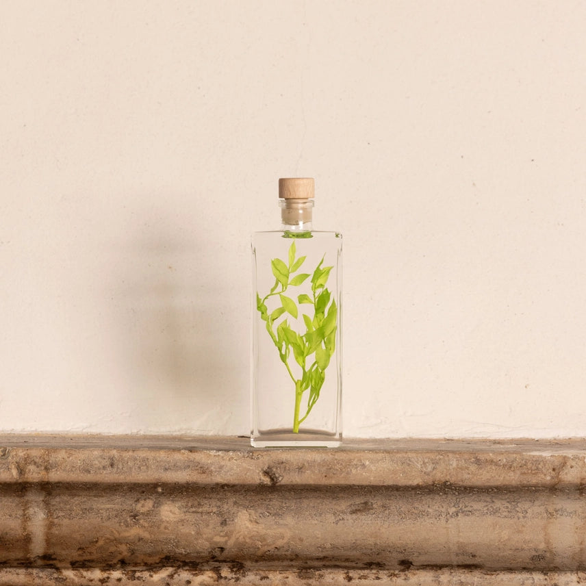 Ruscus vert acidulé – Plante immergée