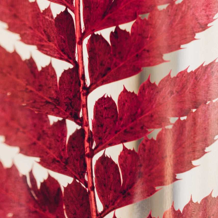 Rumohra rouge – Plante immergée