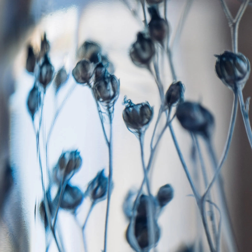 Broom bloom bleu – Plante immergée